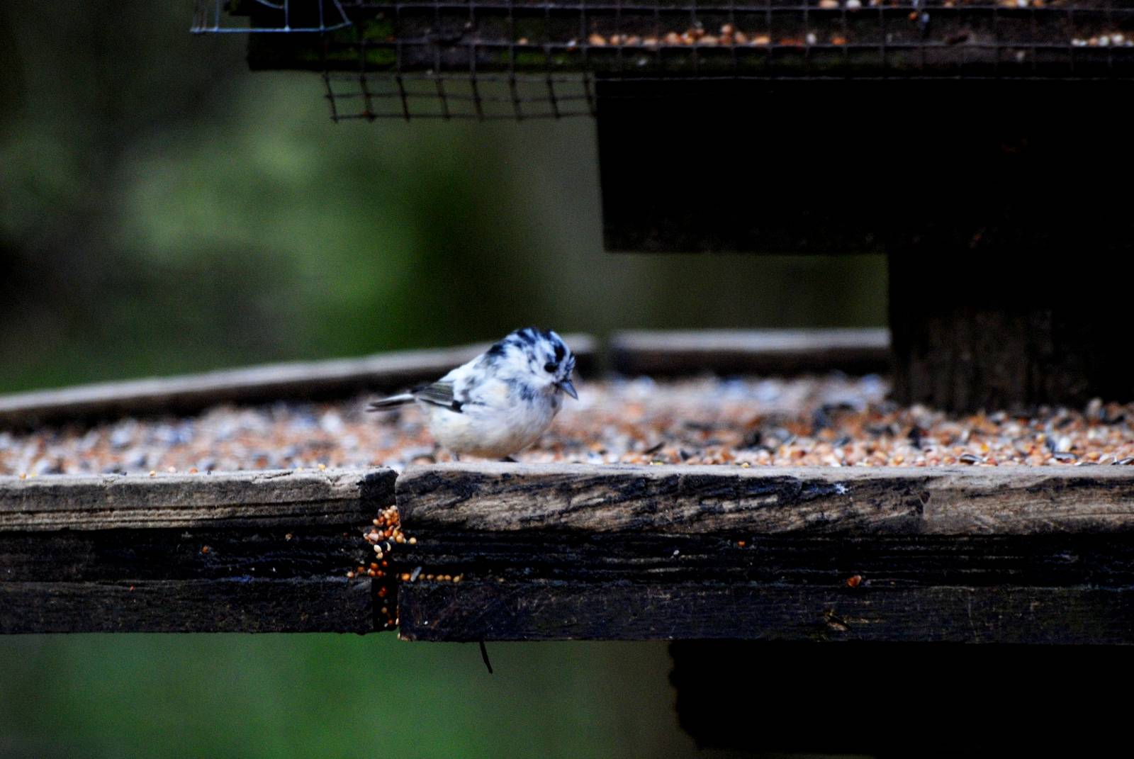 Leucistic Coal Tit, Carsington Reservoir, 02/02/14