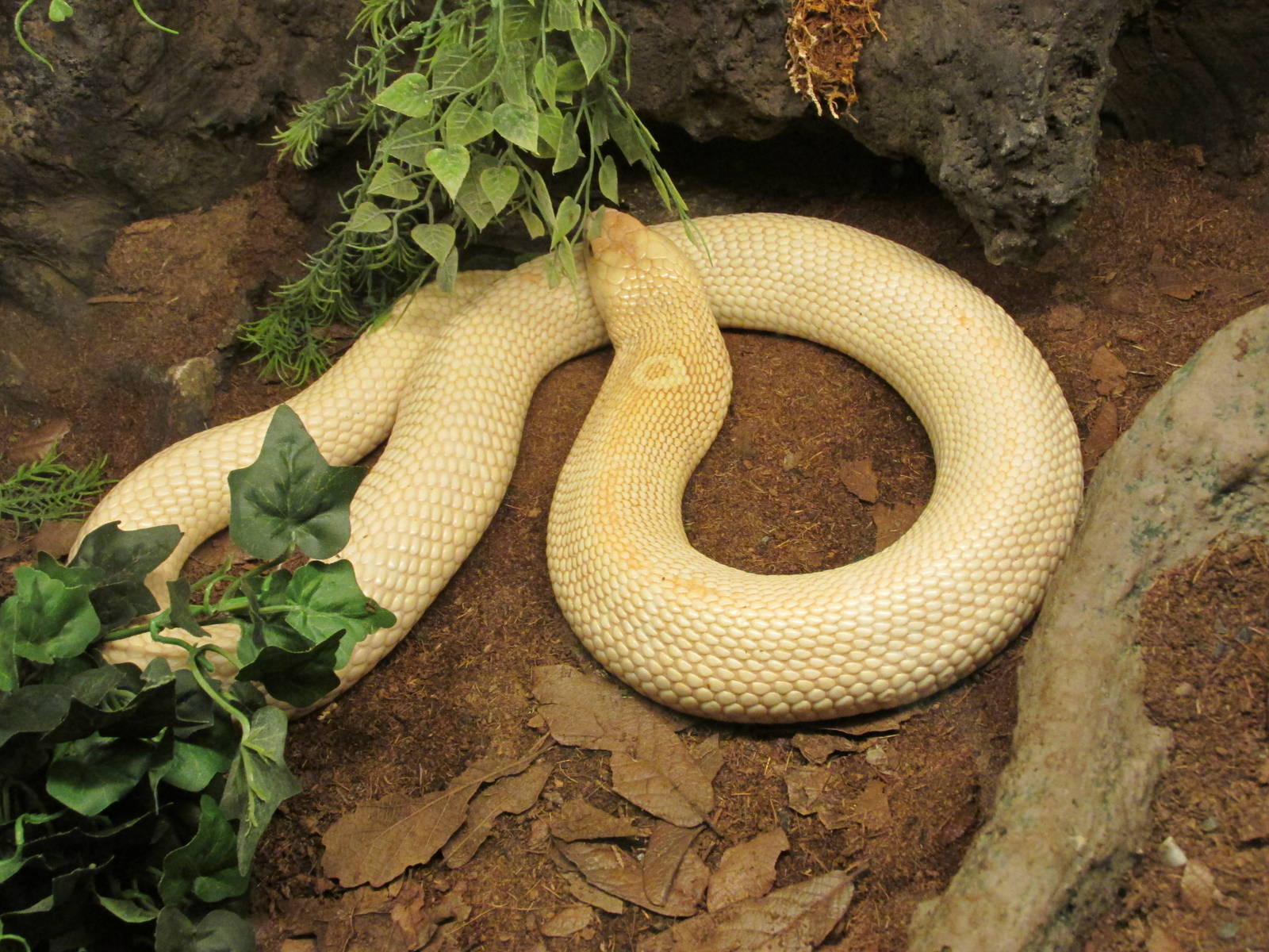 leucistic cobra san juan de aragon zoo