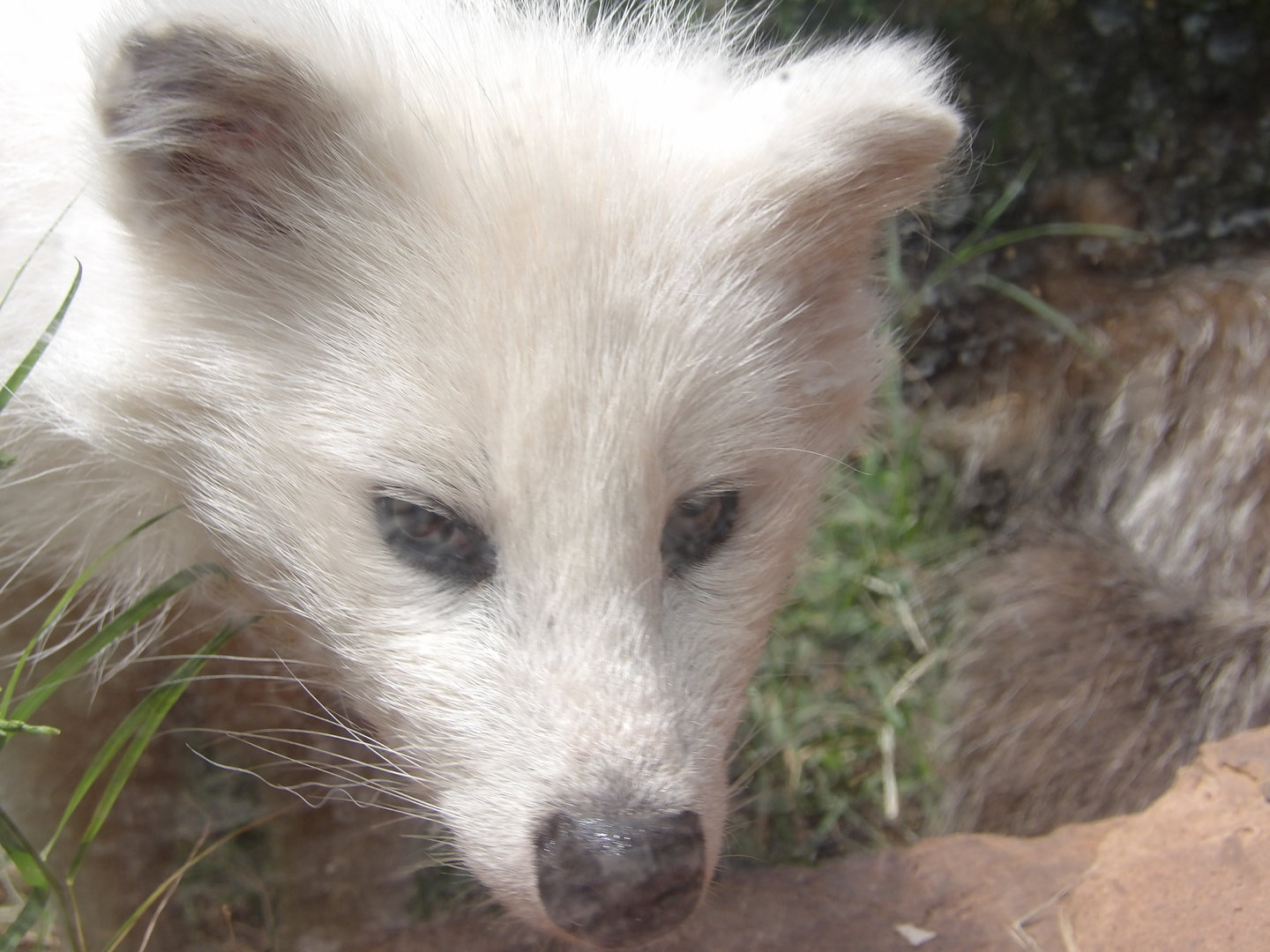 Leucistic Common Raccoon Dog(Nyctereutes procyonoides)