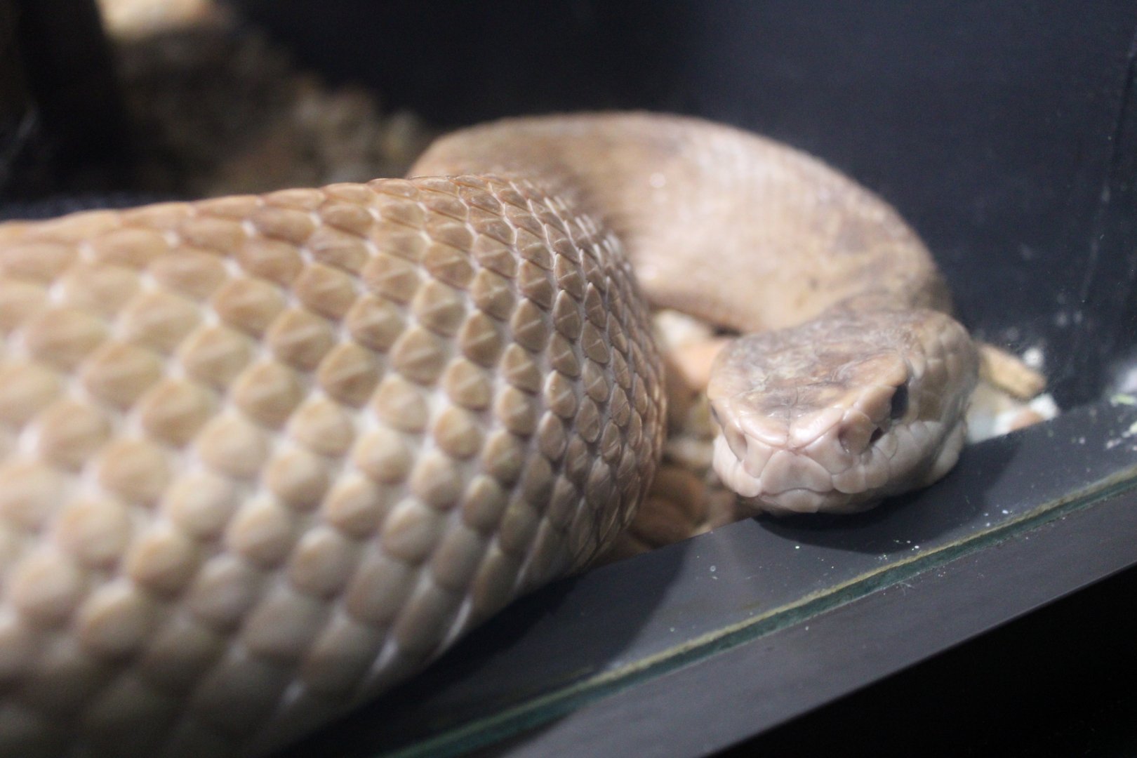 {Leucistic?} Cottonmouth (Agkistrodon piscivorus)