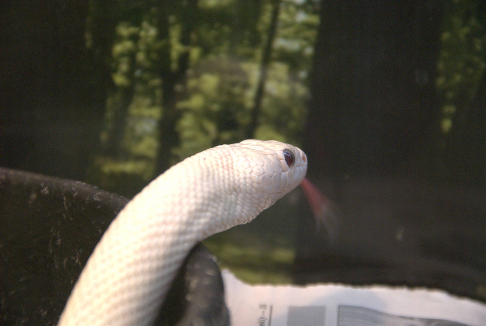 Leucistic Eastern Rat Snake