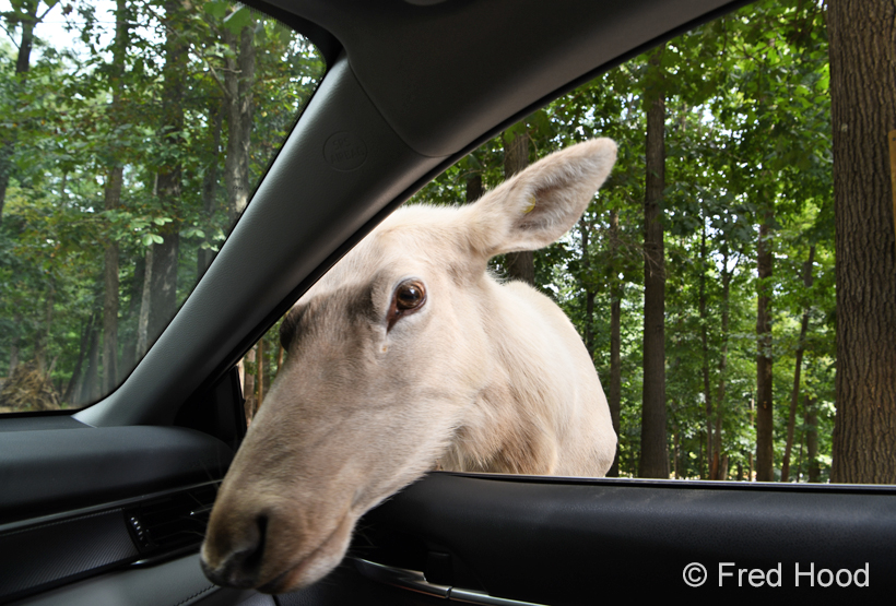 leucistic elk (wapiti) in drive-through