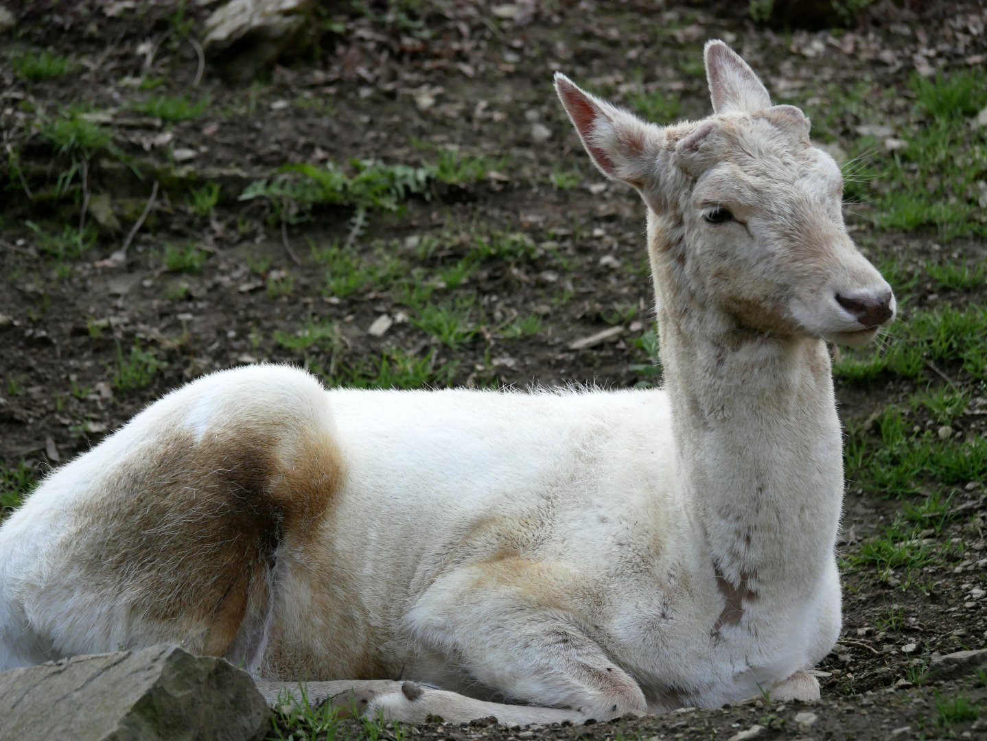 Leucistic european fallow deer (Dama dama)