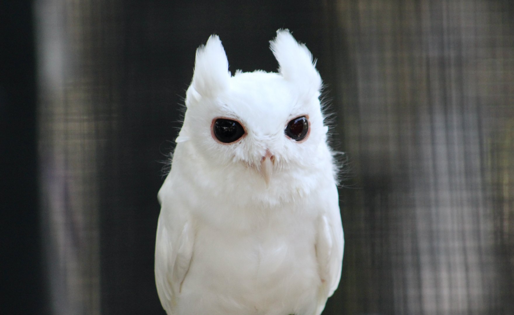 Leucistic Florida Screech Owl (Megascops asio floridanus) - "Luna"