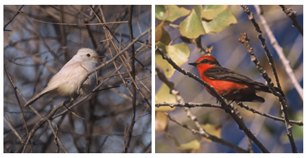 leucistic flycatcher