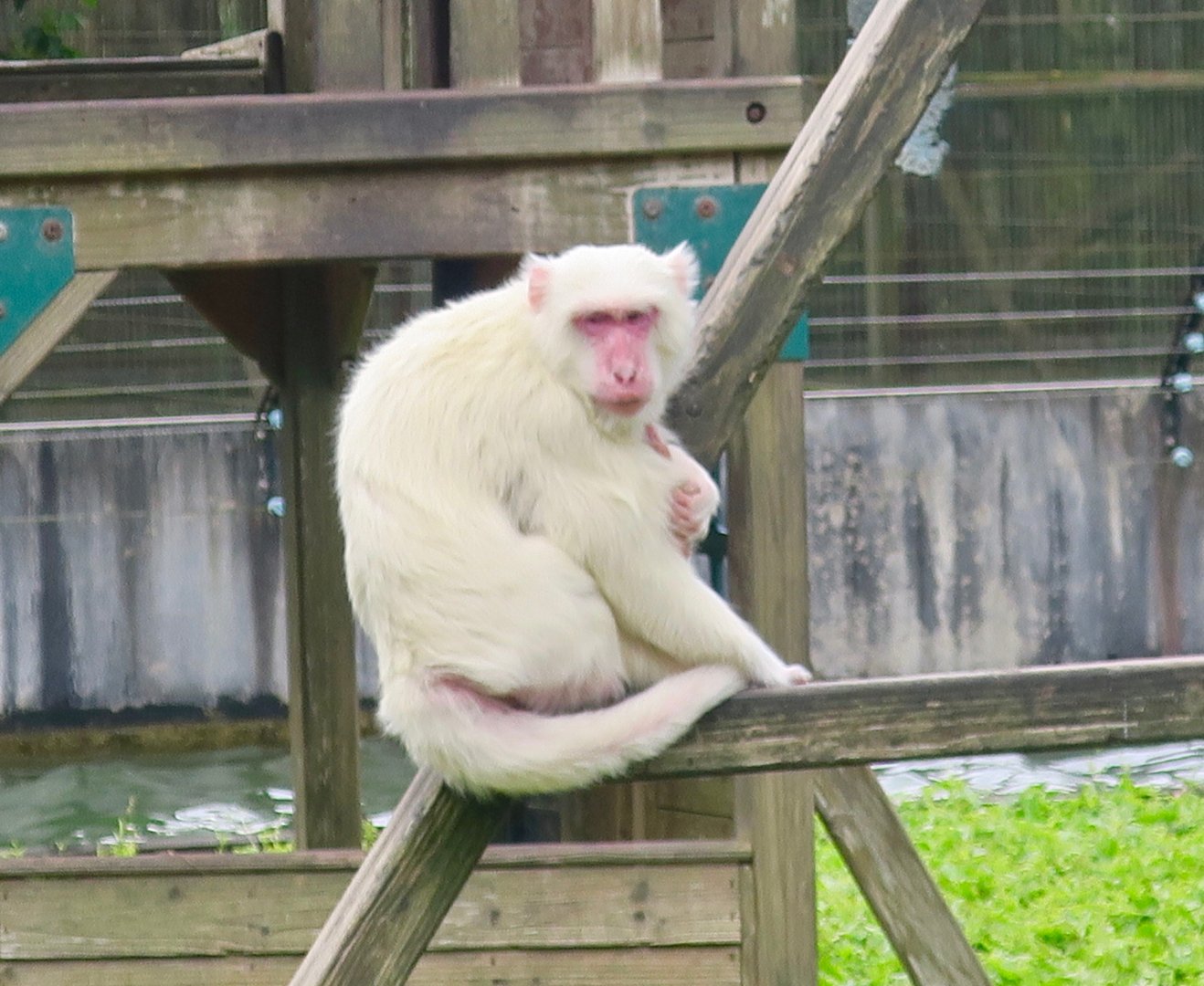 Leucistic Formosan Rock Macaque (Macaca cyclopis) - Chaofeng Farm