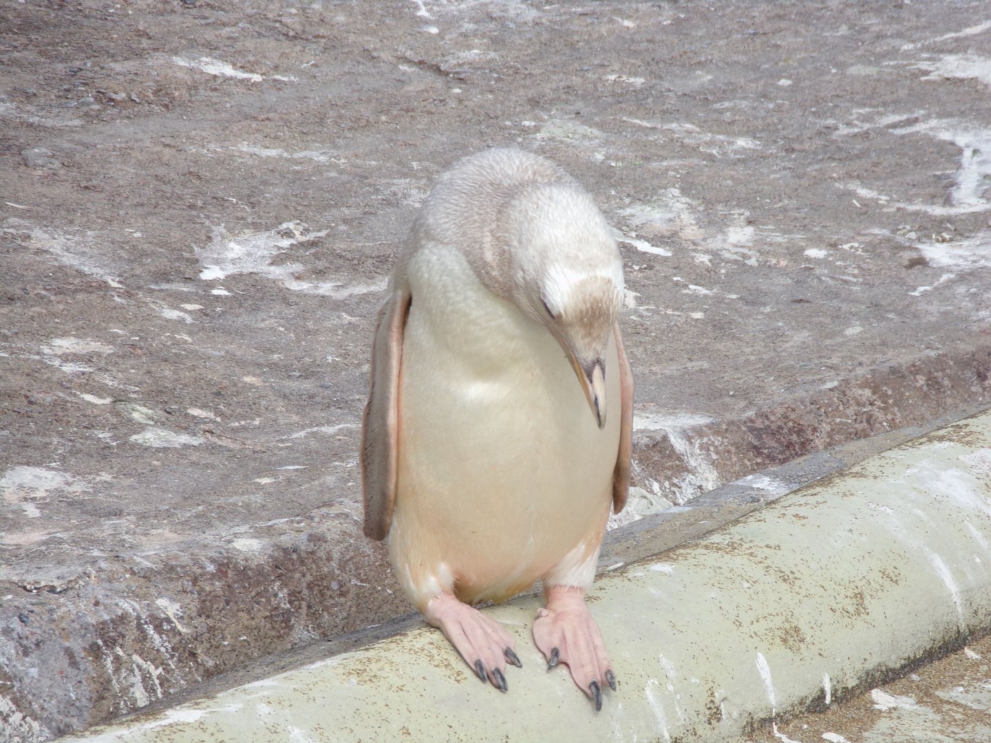 Leucistic gentoo penguin 14.8.23