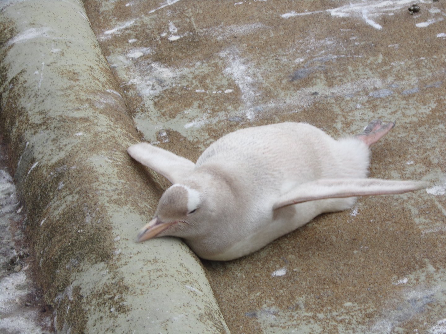 Leucistic gentoo penguin 18.7.24