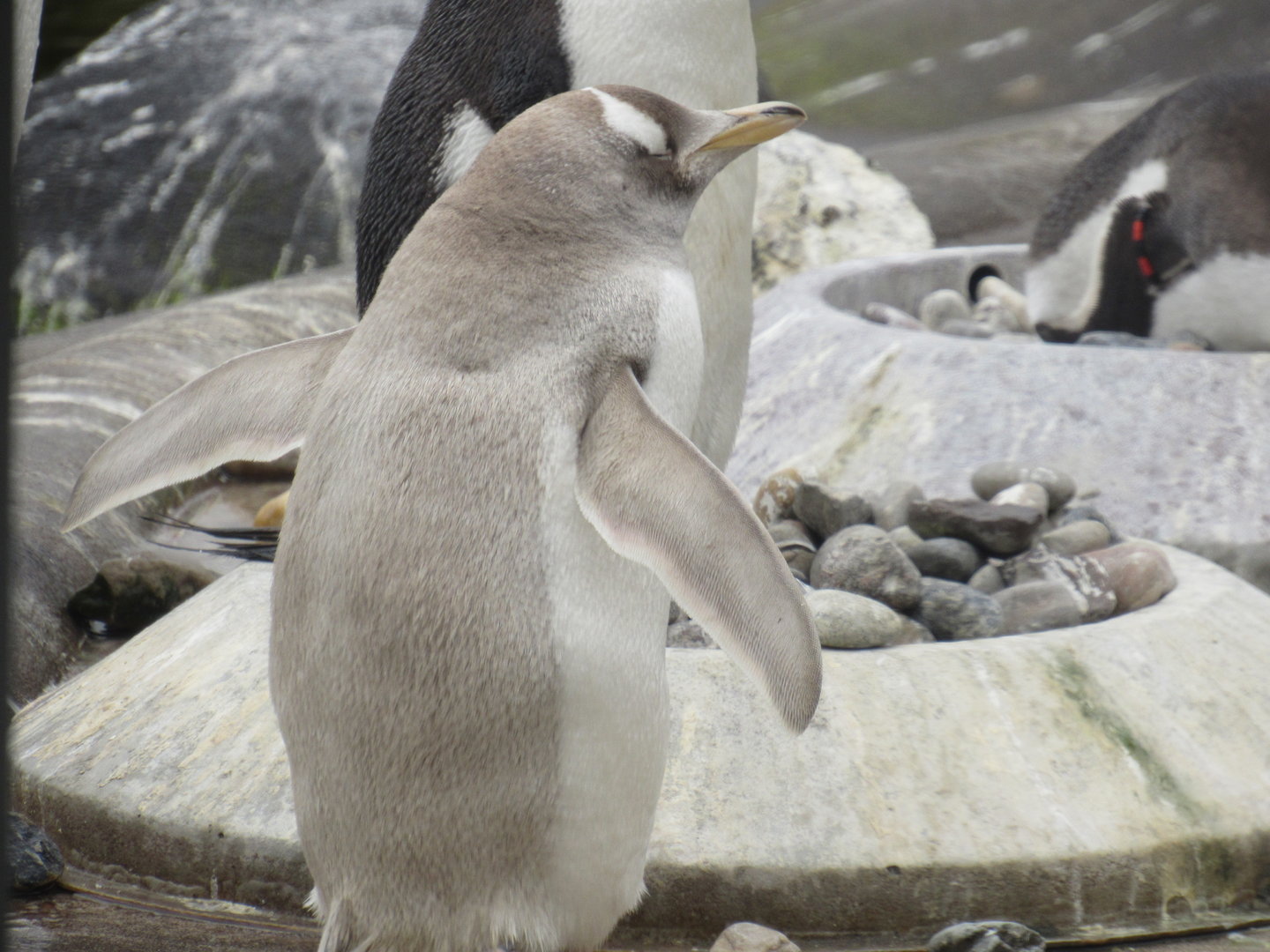 Leucistic Gentoo Penguin
