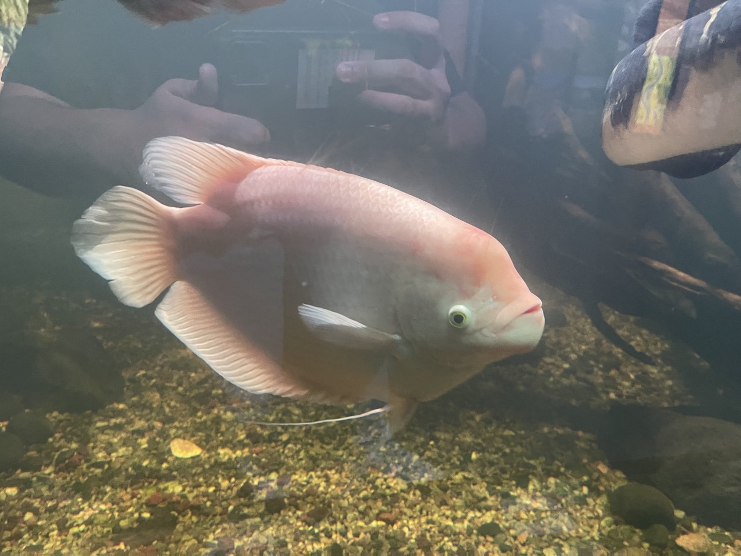 leucistic giant gourami (osphronemus goramy) - dunia air tawar