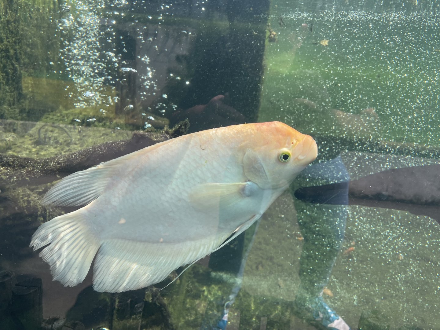 leucistic giant gourami (osphronemus goramy) - museum komodo