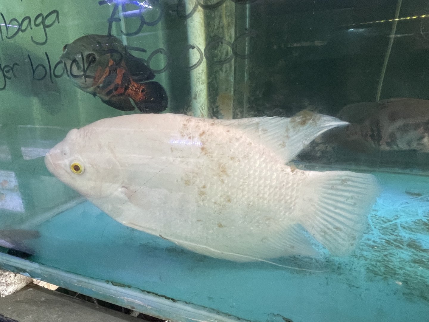 leucistic giant gourami (osphronemus goramy)