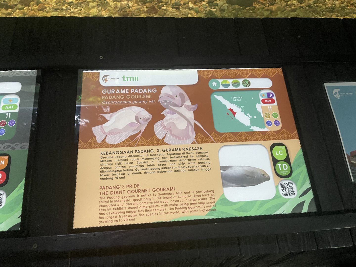 leucistic gourami signage - dunia air tawar