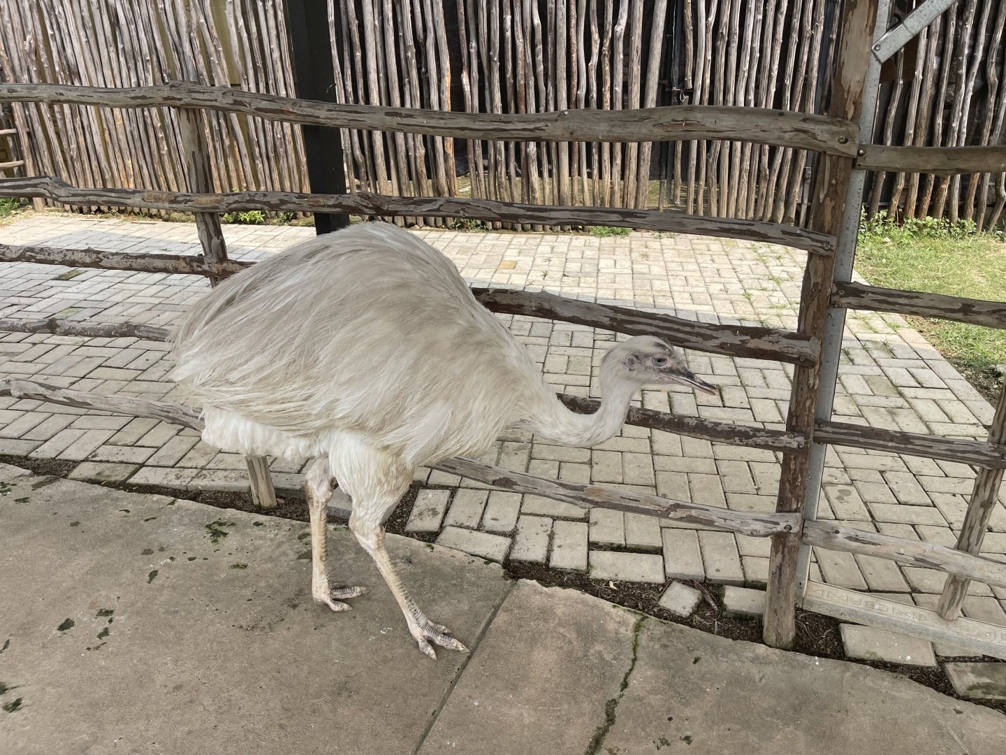 leucistic greater rhea (rhea americana) (2) - aviary park