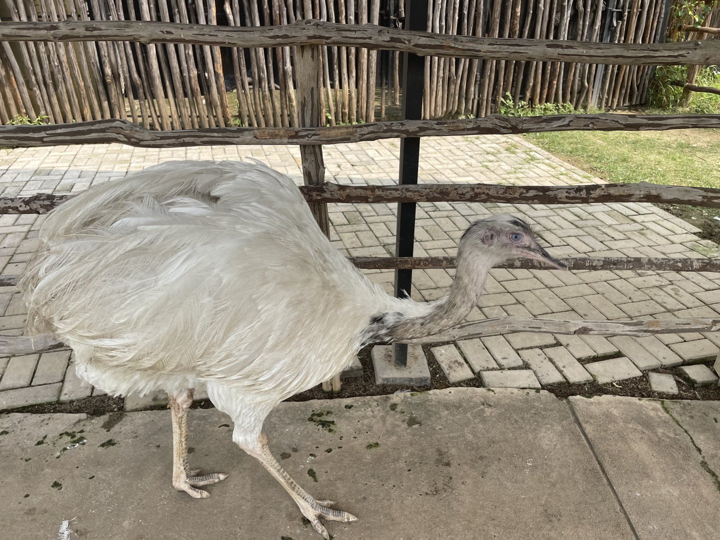 leucistic greater rhea (rhea americana) (3) - aviary park