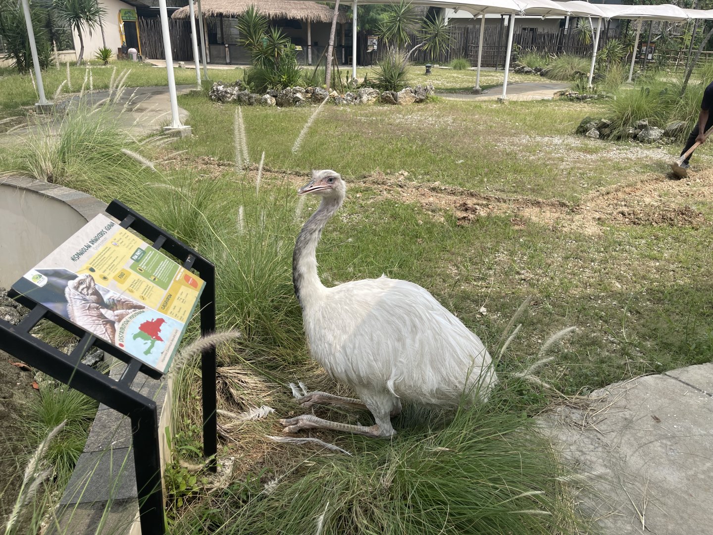 leucistic greater rhea (rhea americana) (4) - aviary park