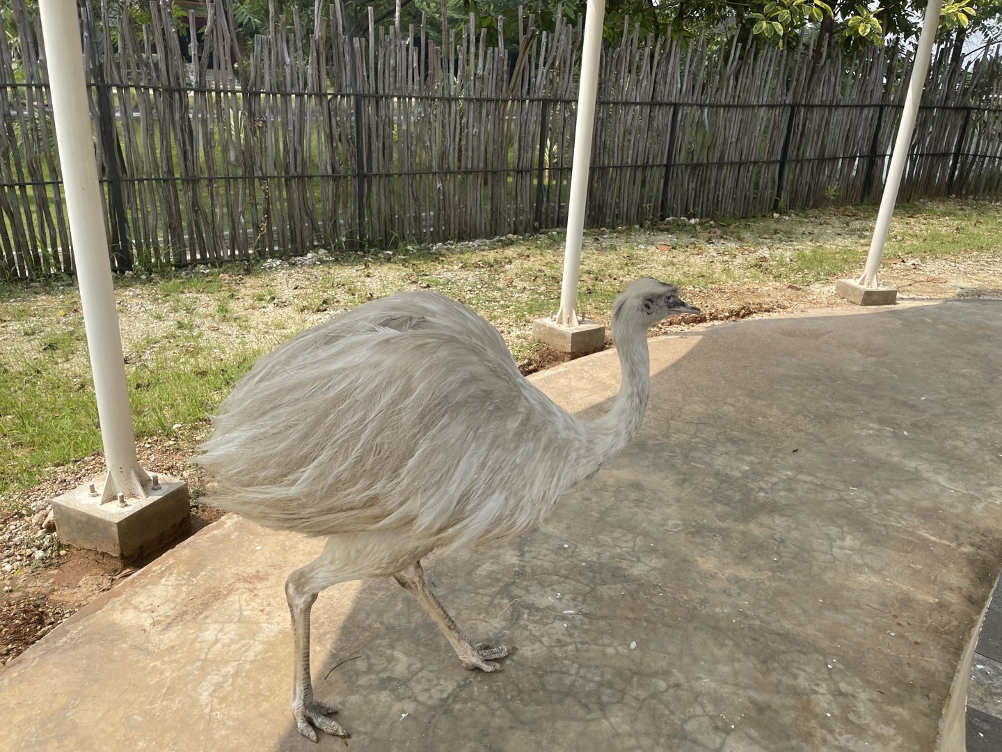 leucistic greater rhea (rhea americana) (5) - aviary park