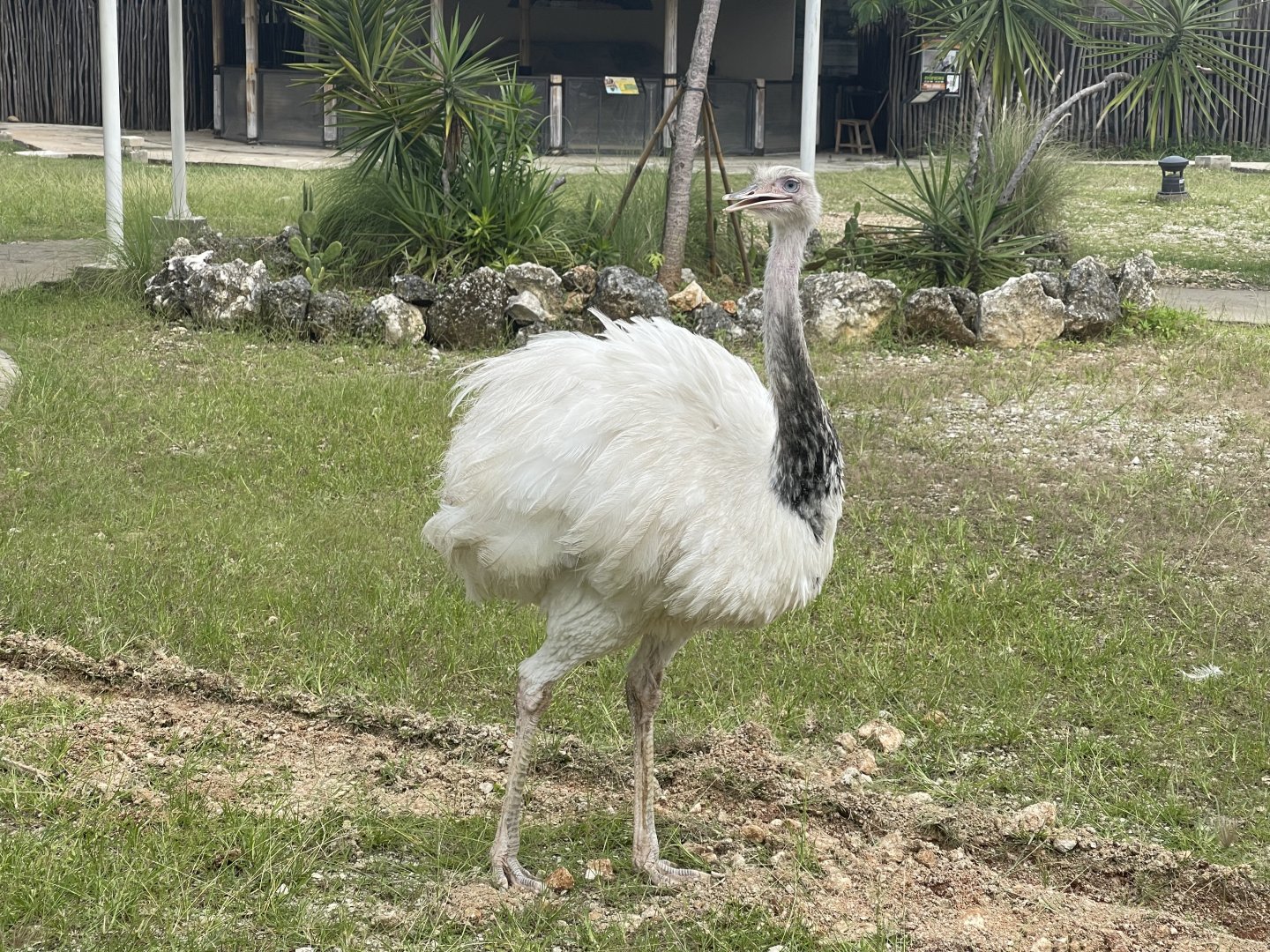 leucistic greater rhea (rhea americana) (6) - aviary park