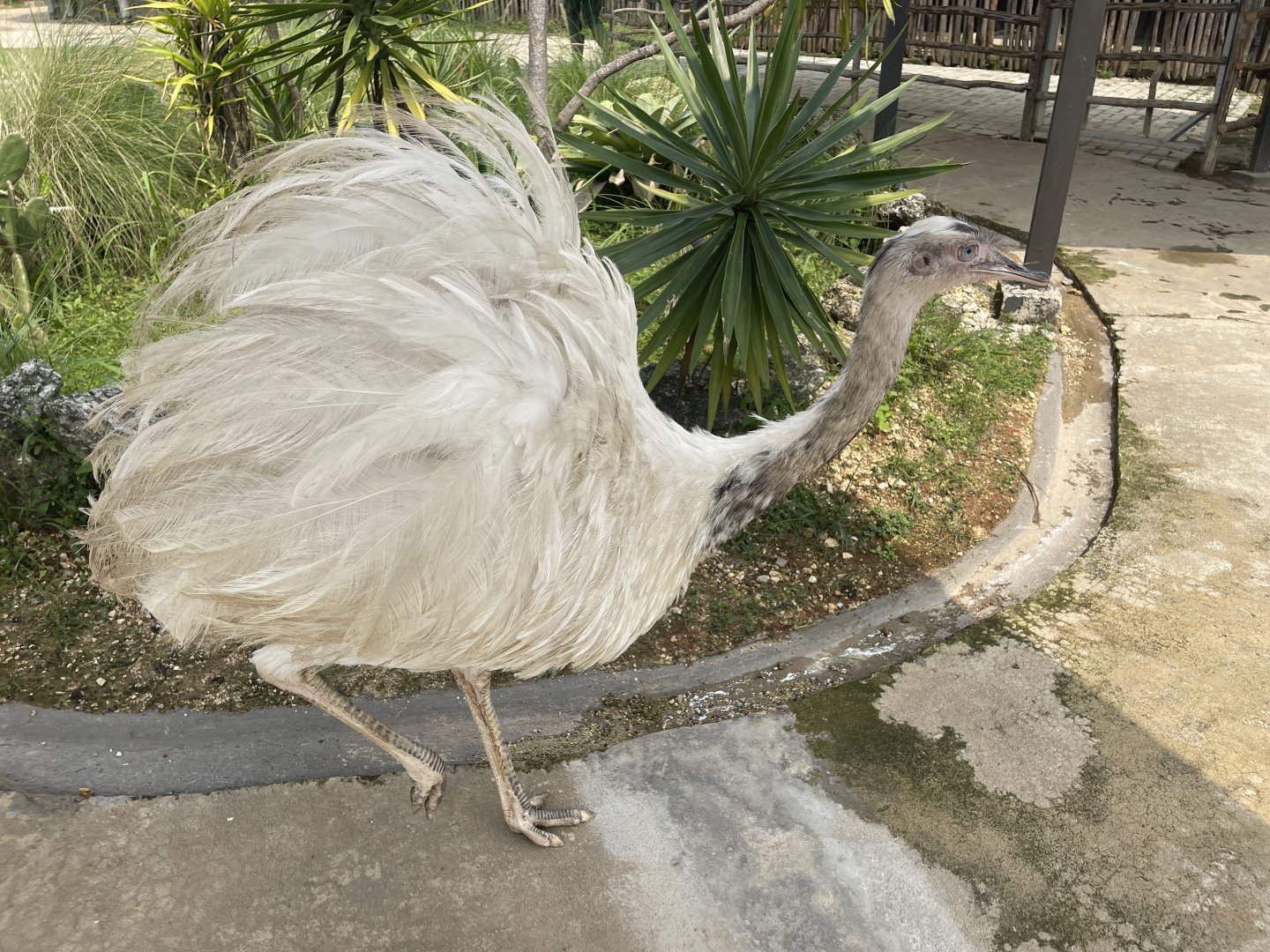 leucistic greather rhea (rhea americana) (1) - aviary park