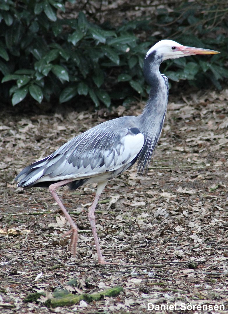 Leucistic Grey heron (23/3-19)