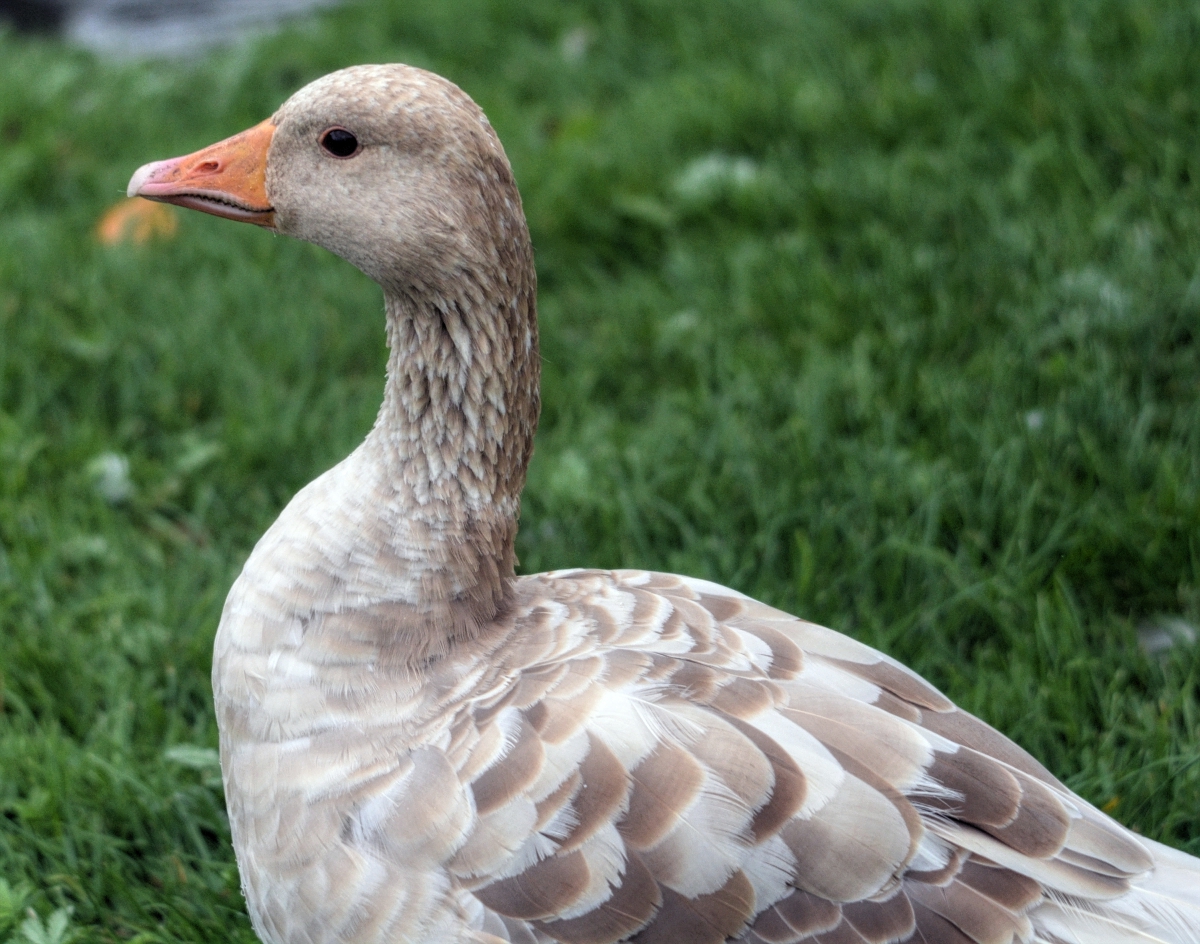 Leucistic Greylag
