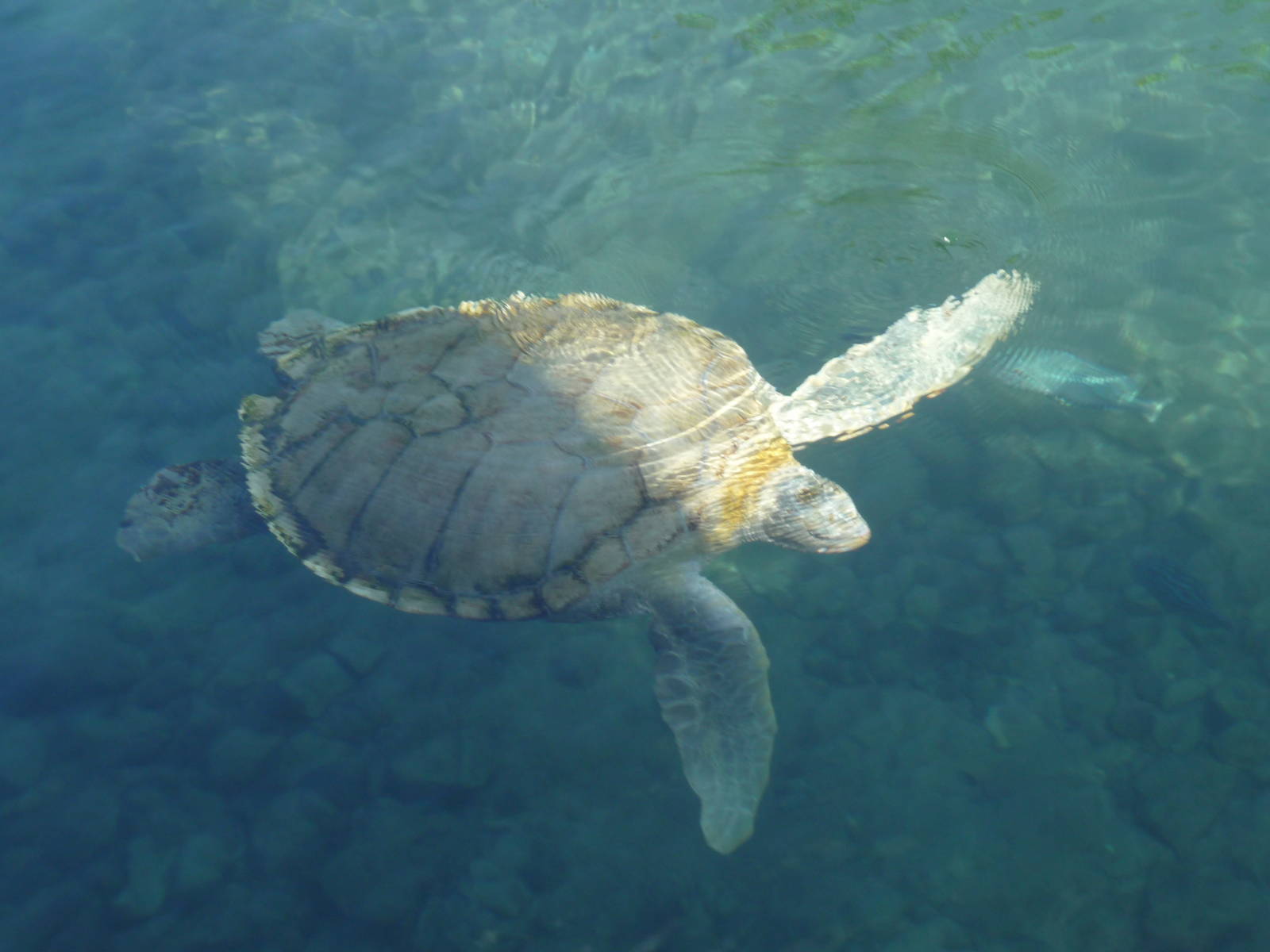 leucistic hawksbill sea turtle xcaret park