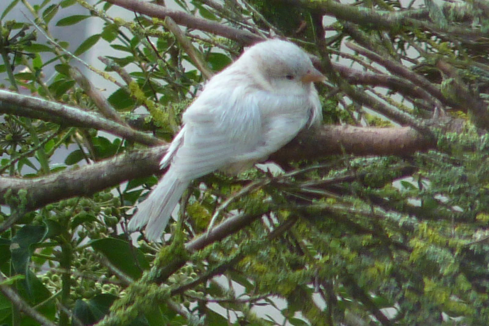 Leucistic House Sparrow, October 2013