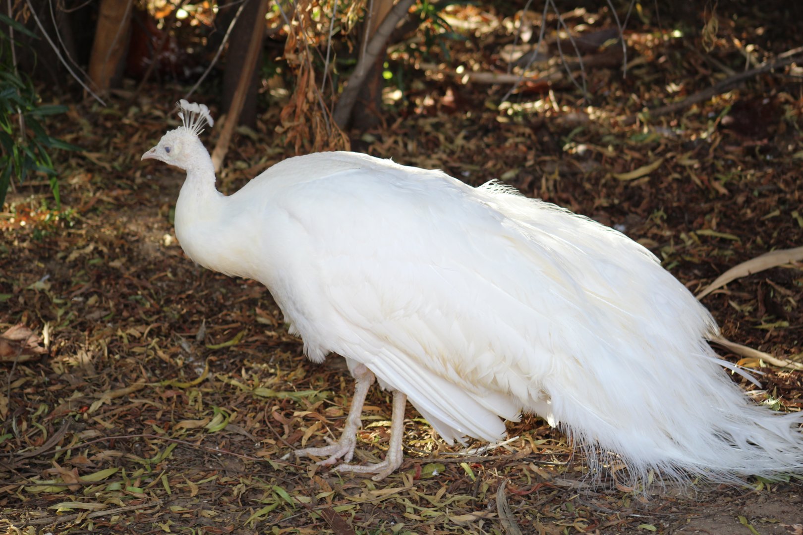 Leucistic Indian peafowl