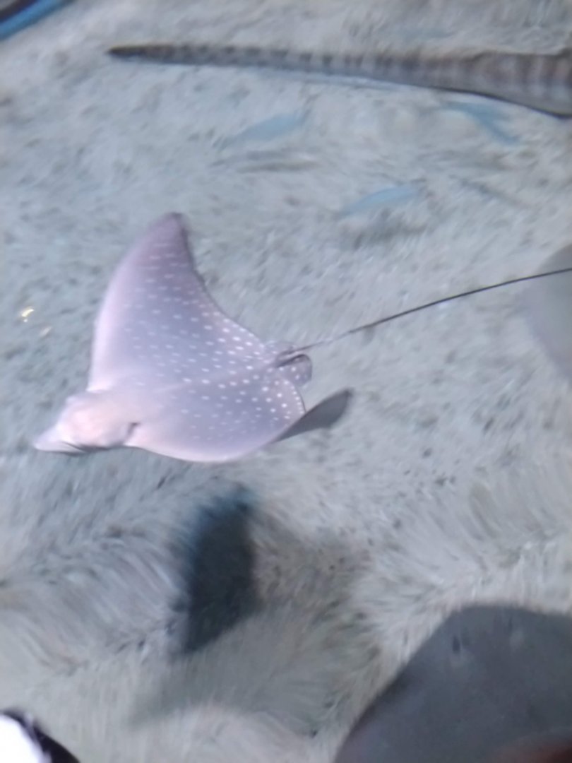 Leucistic Indo-Pacific Spotted Eagle Ray (Aetobatus ocellatus)