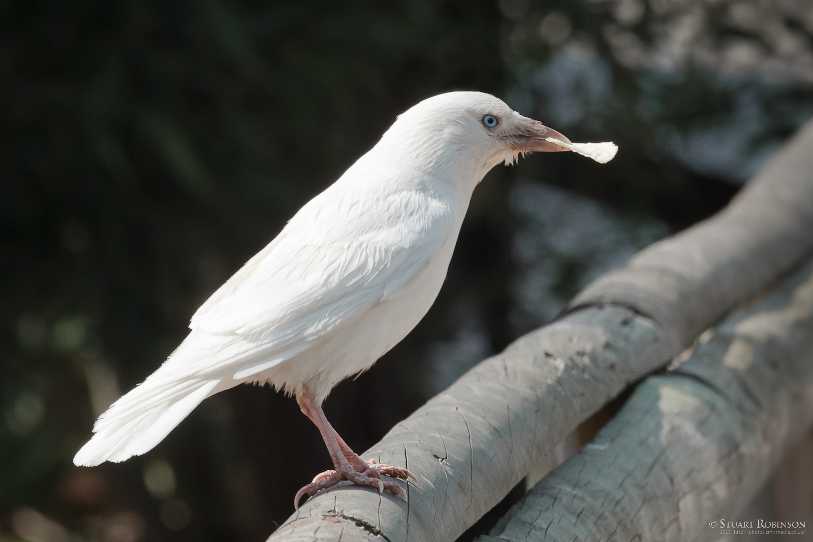 Leucistic Jackdaw - 19/04/2011