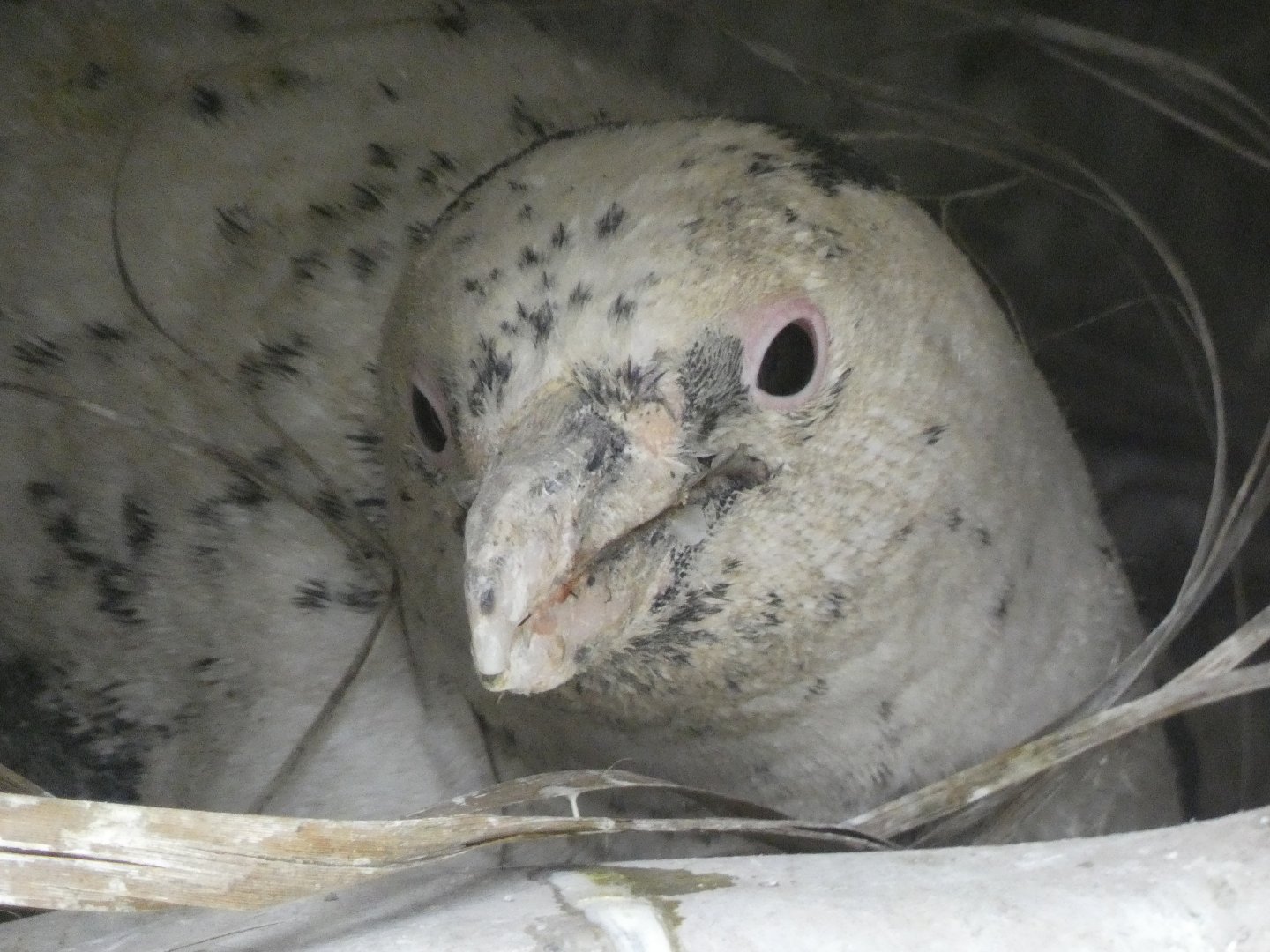 Leucistic Magellanic penguin "Freckles"