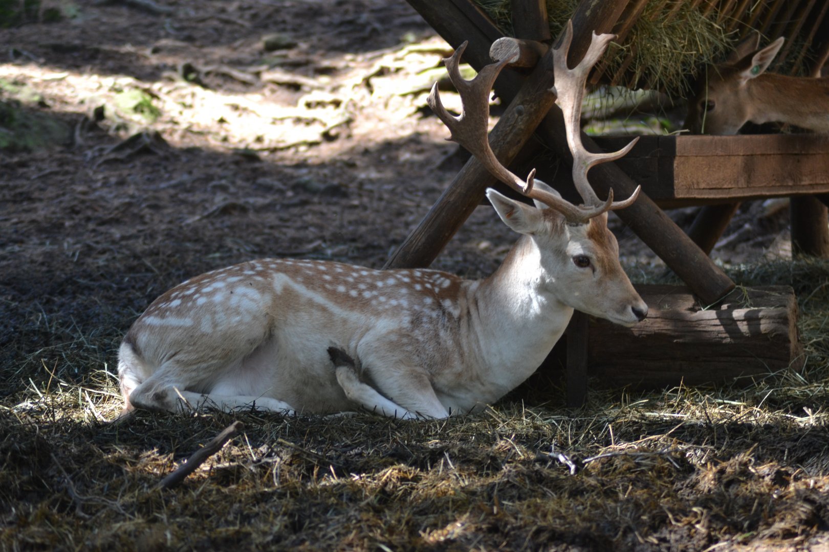 Leucistic male fallow deer