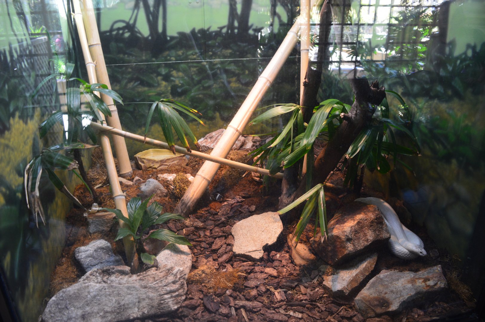 Leucistic Manacled Cobra Terrarium