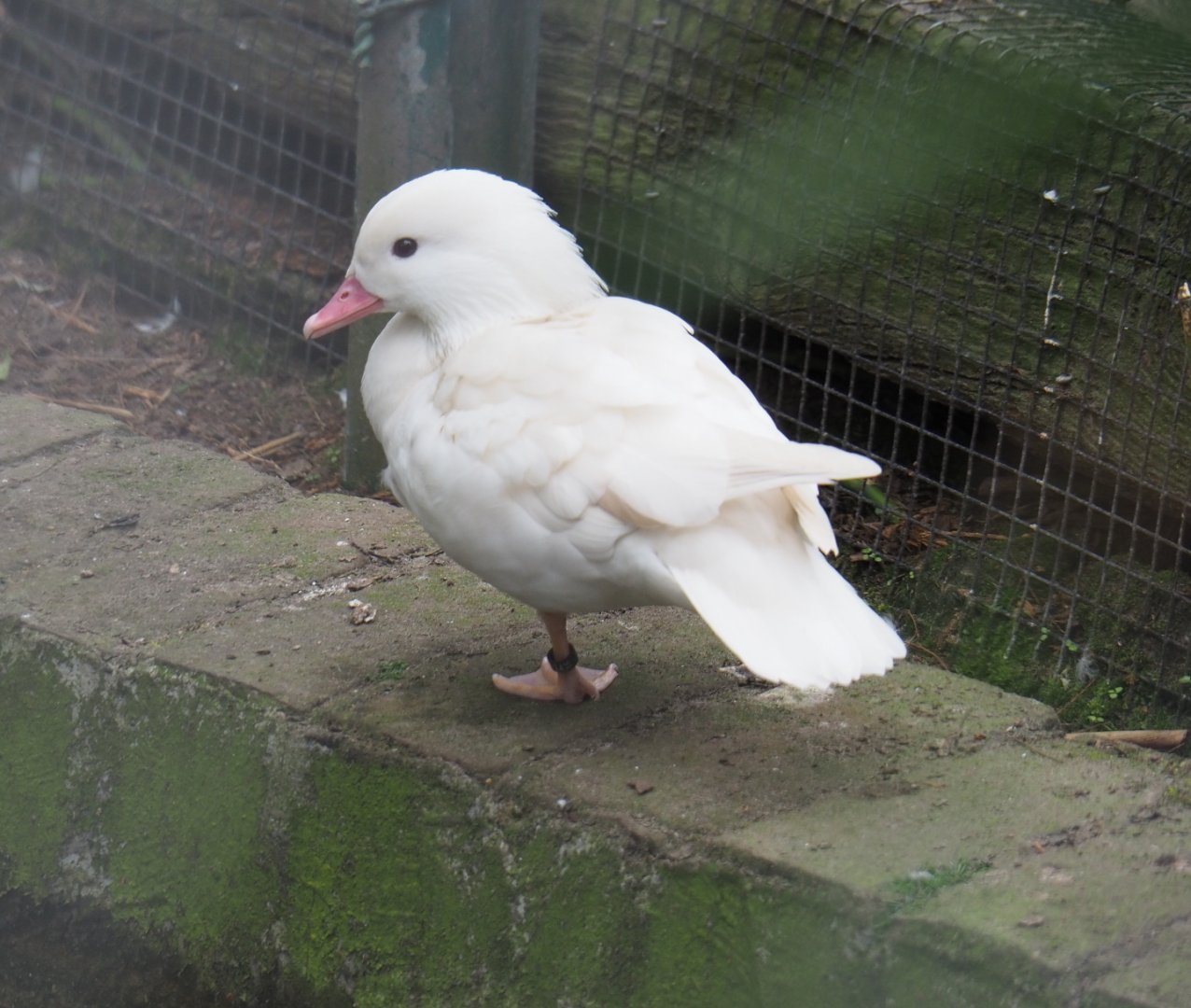 Leucistic Mandarin duck (Aix galericulata), 2019-05-25