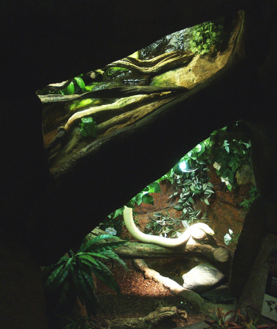 Leucistic Monocled cobra and Giant leaf frog terrariums, 2014-02-16