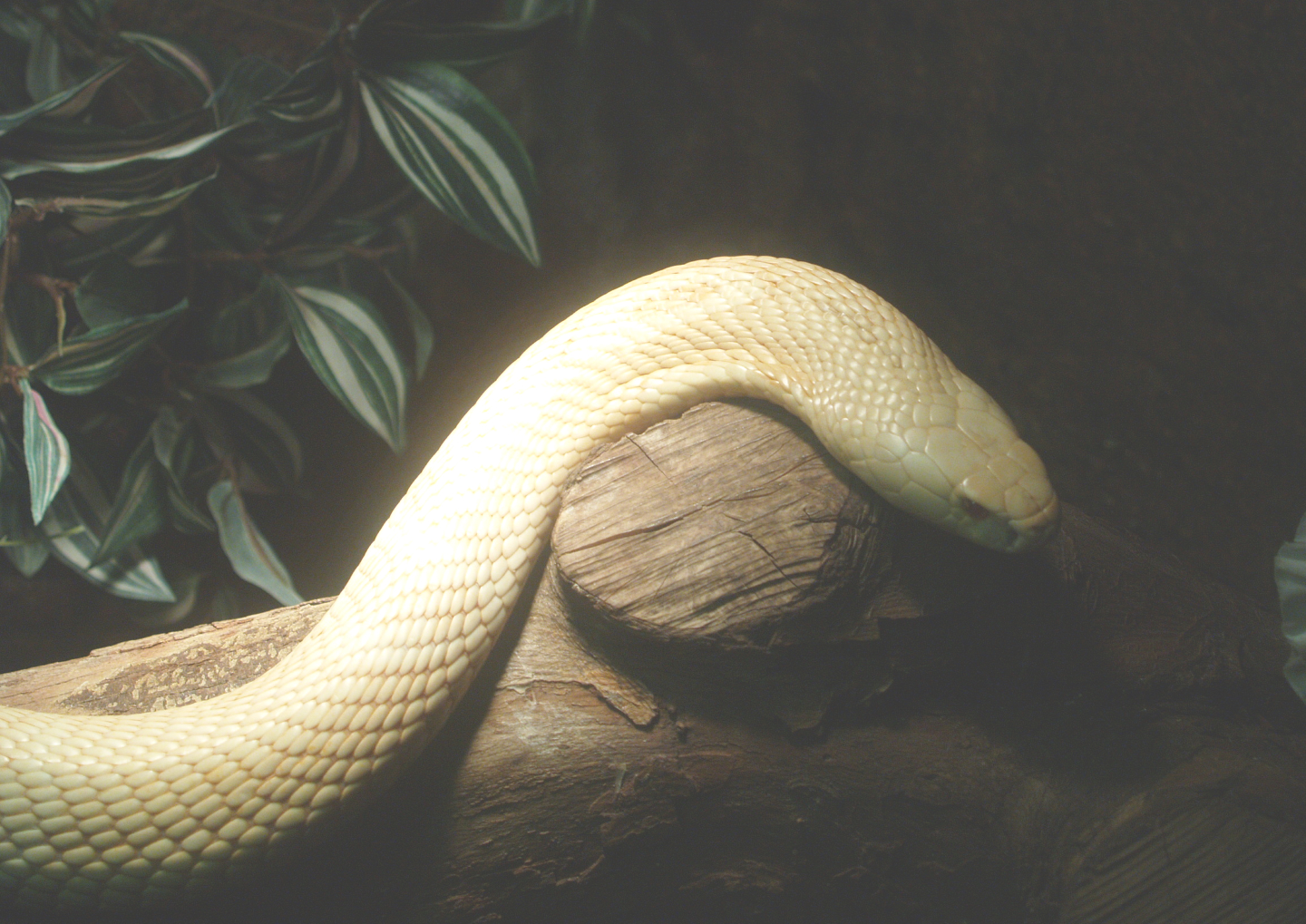 Leucistic Monocled cobra (Naja kaouthia), 2014-02-16