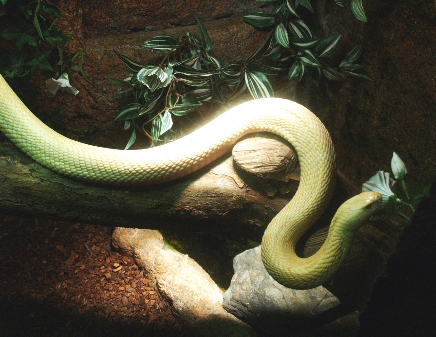 Leucistic Monocled cobra (Naja kaouthia), 2014-02-16