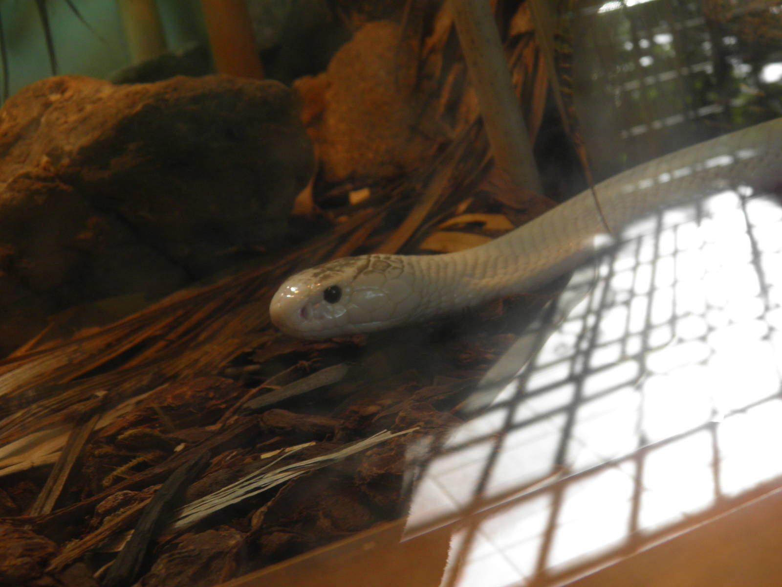 Leucistic Monocled Cobra (sorry about the glare)