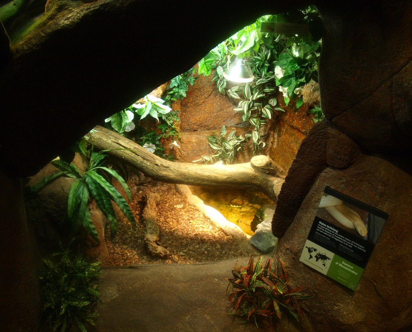 Leucistic Monocled cobra terrarium, 2017-02-06