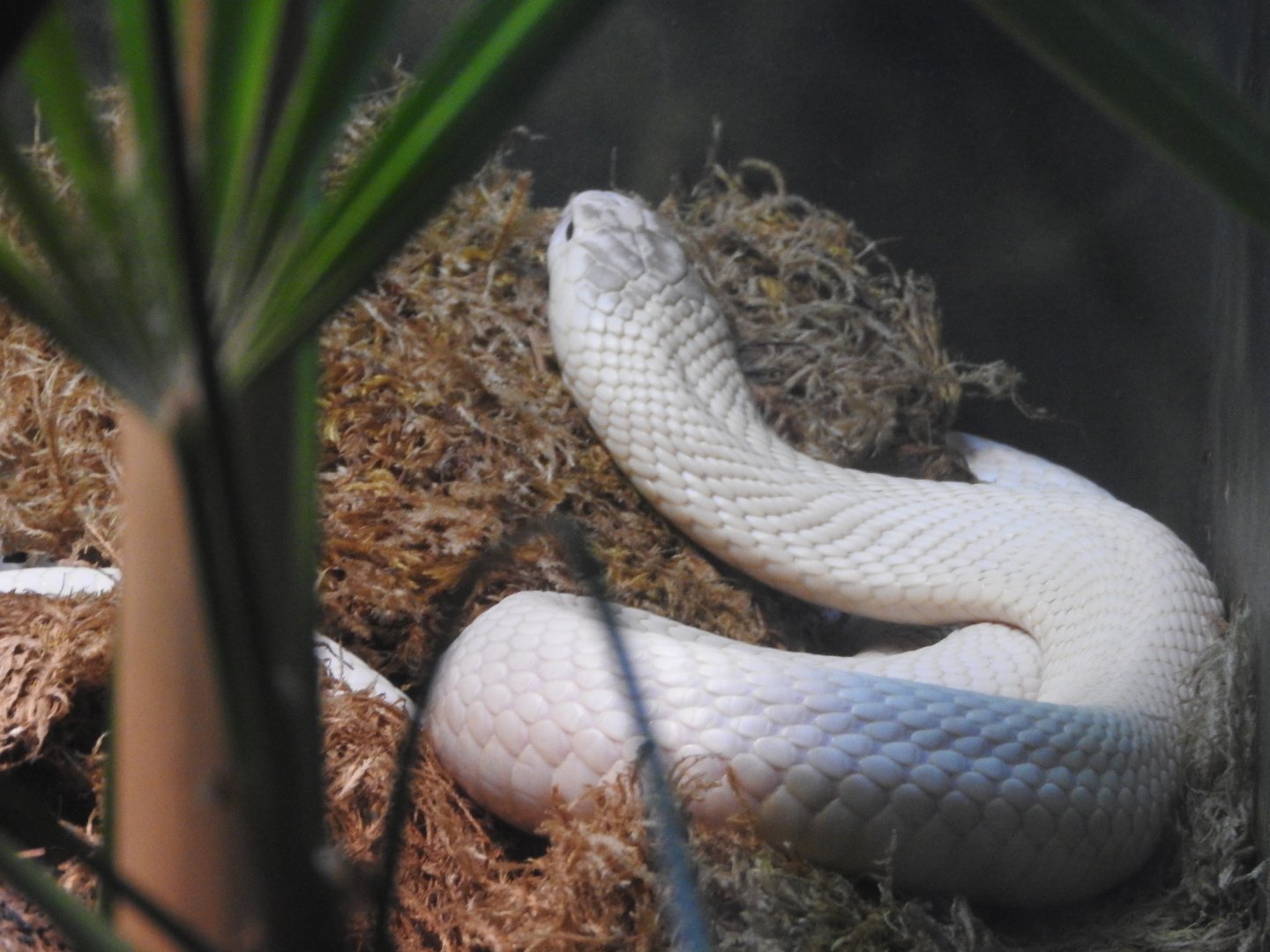 Leucistic Monocled Cobra