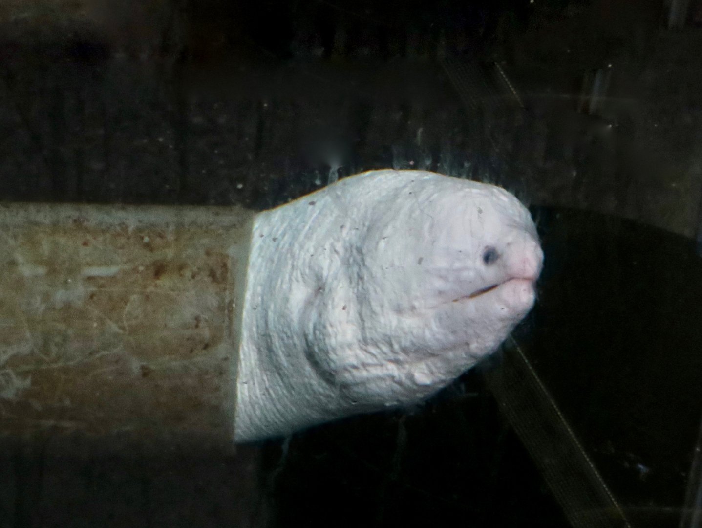 Leucistic Moray (Gynnothorax sp.)