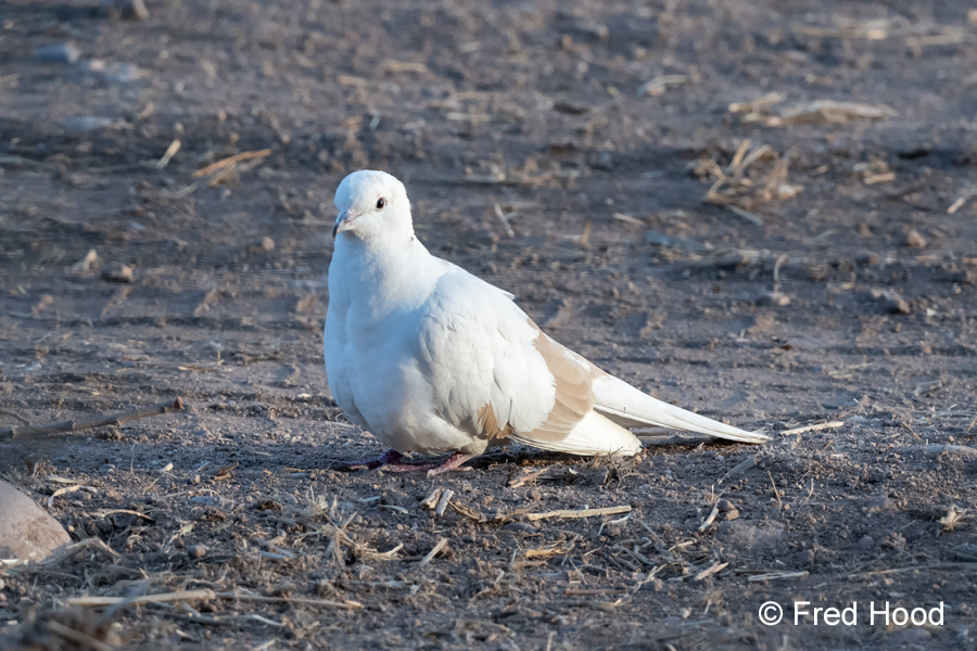 leucistic mourning dove