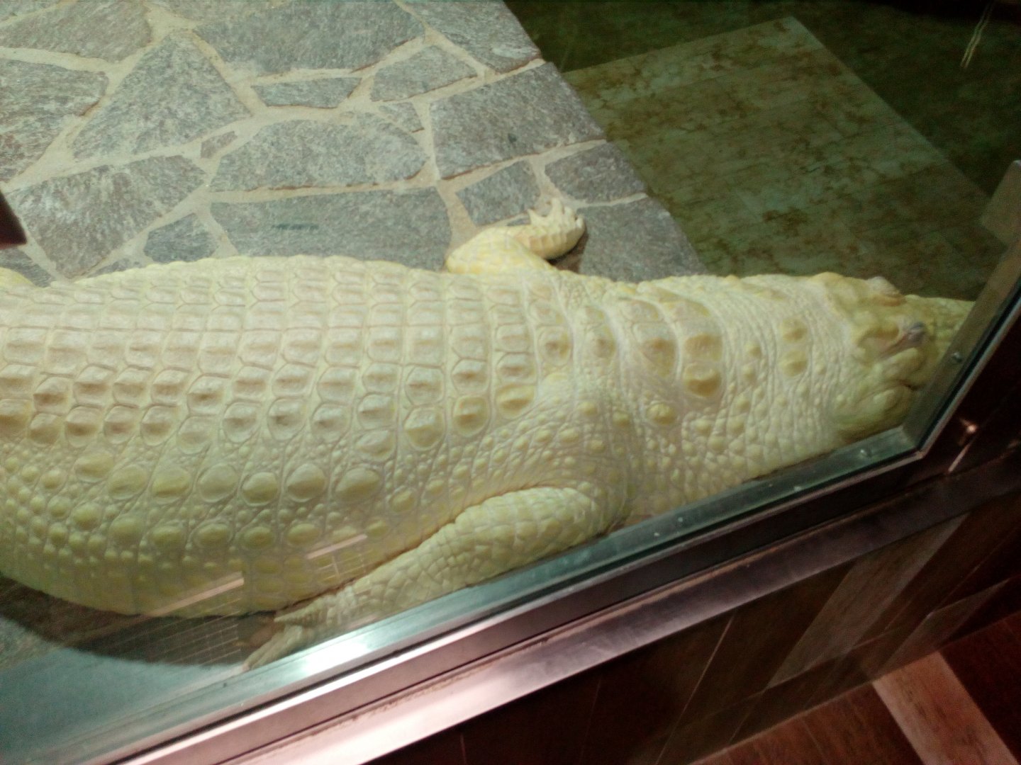 Leucistic Nile crocodile-7/25