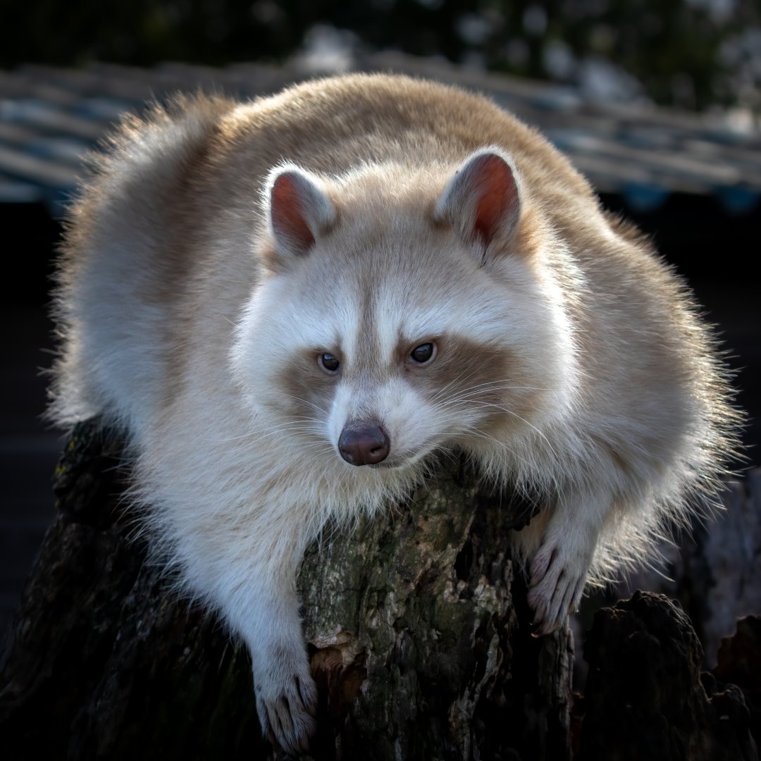 Leucistic or Blonde mutation Raccoon / Hamerton / 7-10-20