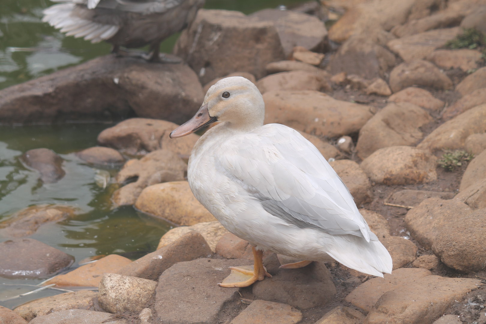 Leucistic Pacific Black Duck