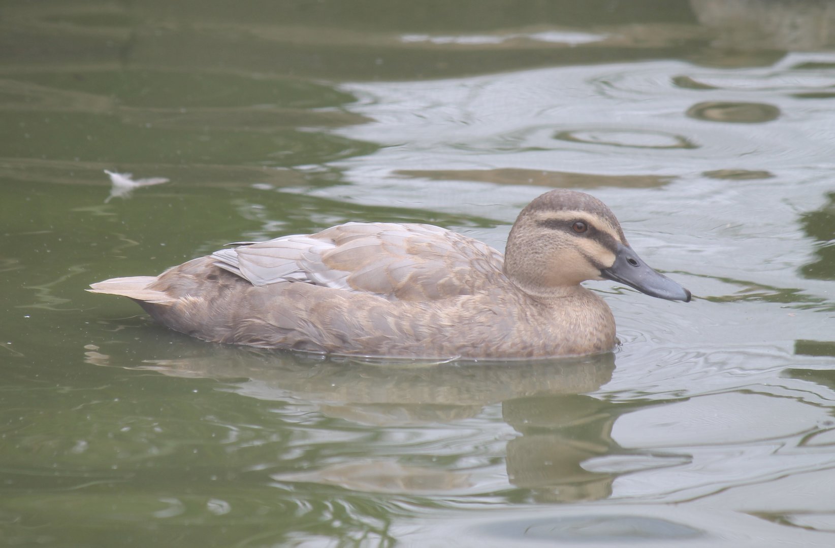 Leucistic Pacific Black Duck