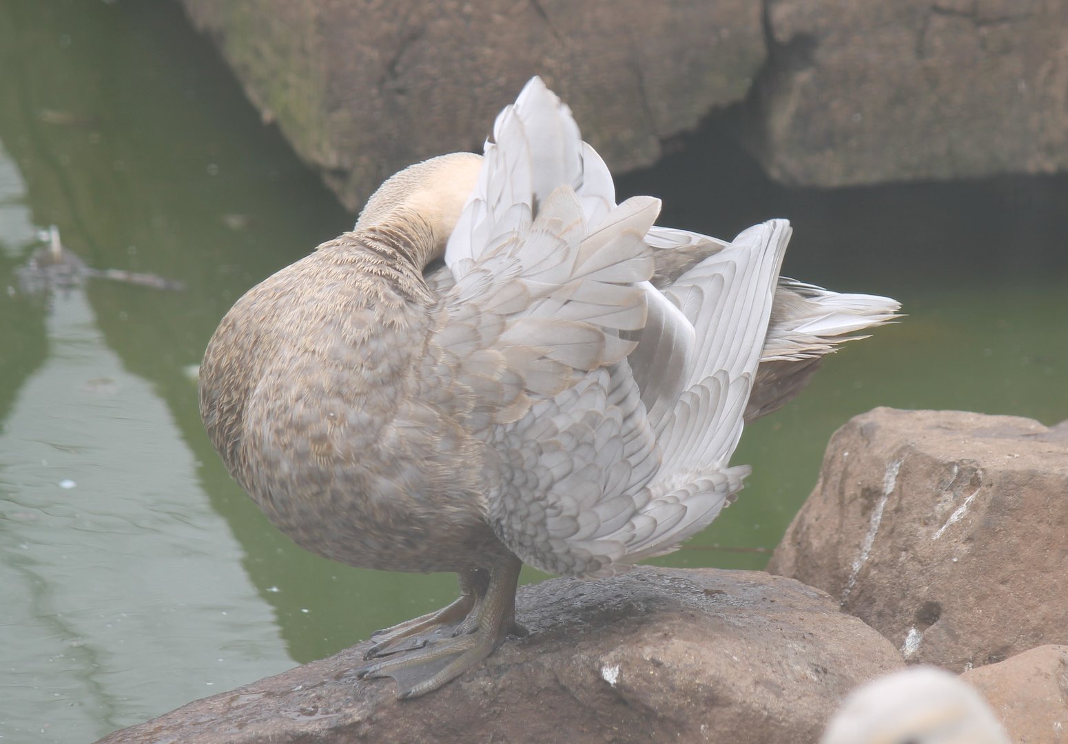 Leucistic Pacific Black Duck
