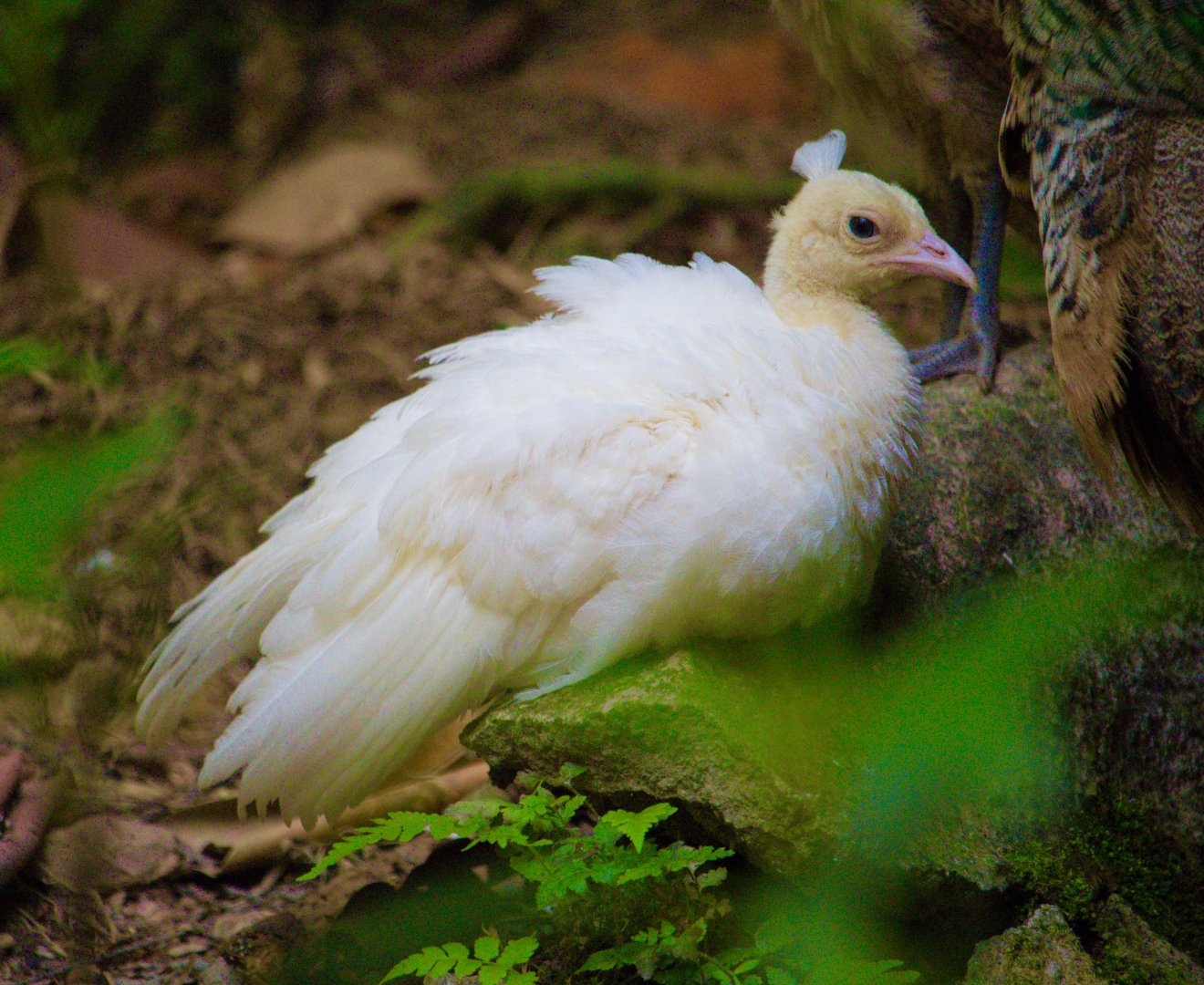 Leucistic Peachick