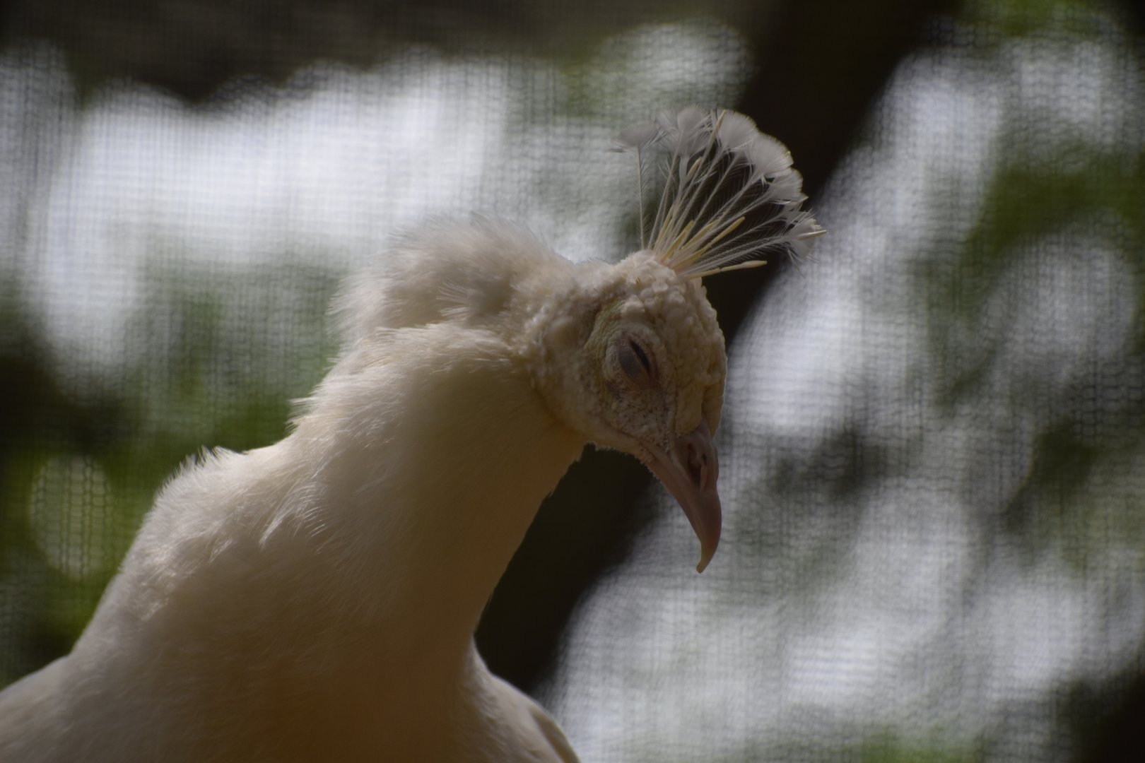 Leucistic Peacock Close-up
