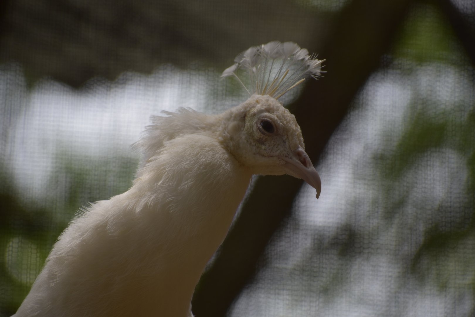 Leucistic Peacock Headshot